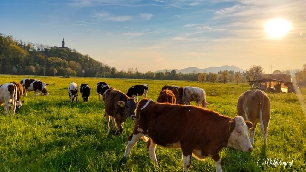 «Felicità bucolica...»