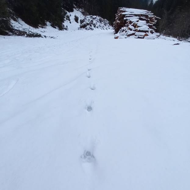 Il lupo è tornato sulle Orobie. A Nembro un incontro per fare chiarezza