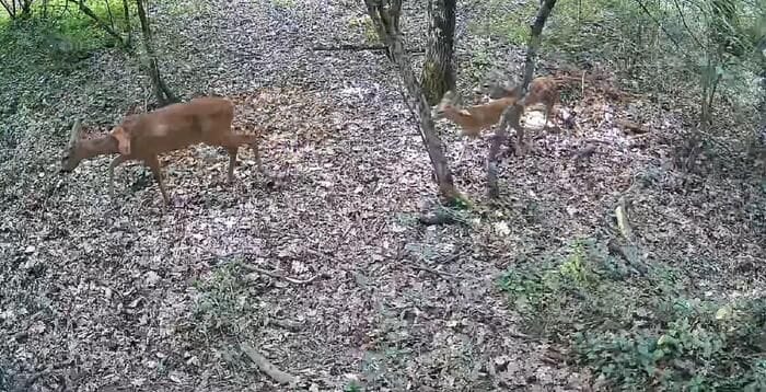 Il Wwf lancia una petizione contro i 'crimini di natura'