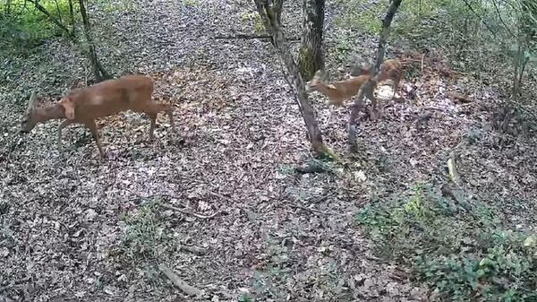 Il Wwf lancia una petizione contro i 'crimini di natura'