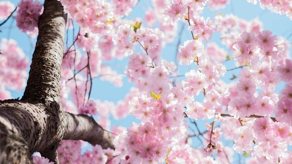 Scatta la primavera, condividi l’emozione con le foto più belle