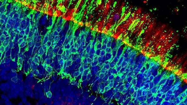 Scoperta una molecola chiave contro la degenerazione maculare