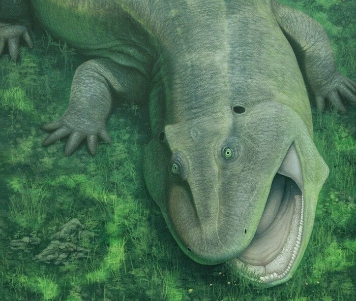 Scoperto un antico erbivoro con la mandibola contorta e denti rivolti di lato