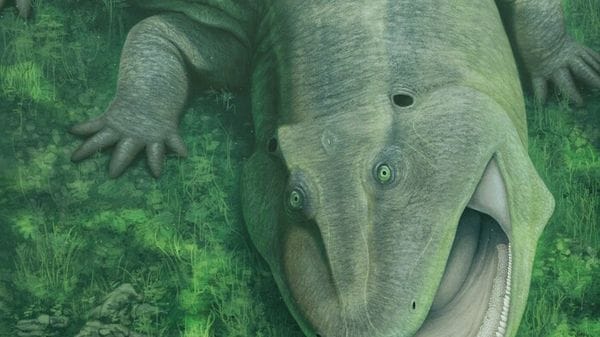 Scoperto un antico erbivoro con la mandibola contorta e denti rivolti di lato