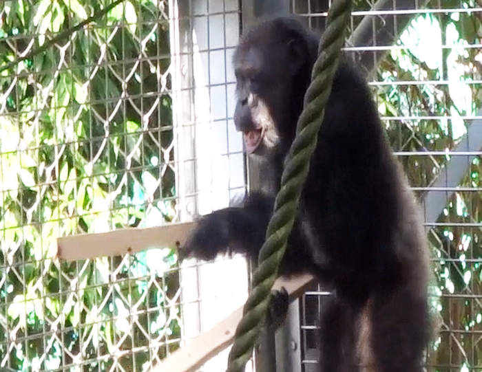 Voce e percussioni, il talento musicale degli scimpanzé   VIDEO