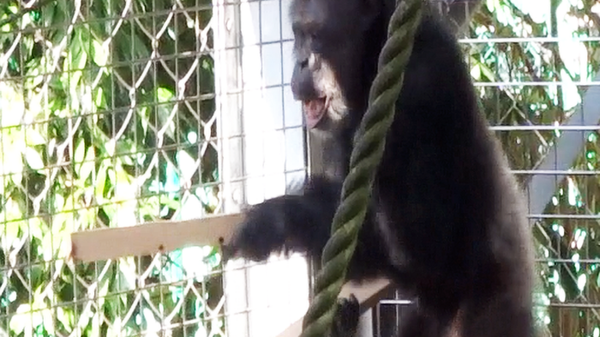 Voce e percussioni, il talento musicale degli scimpanzé   VIDEO