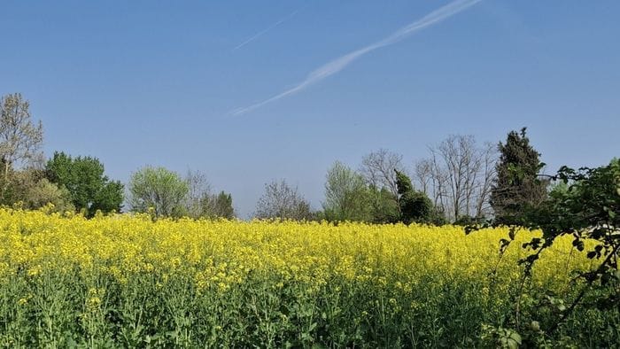«Giallo primavera...»