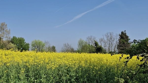 «Giallo primavera...»