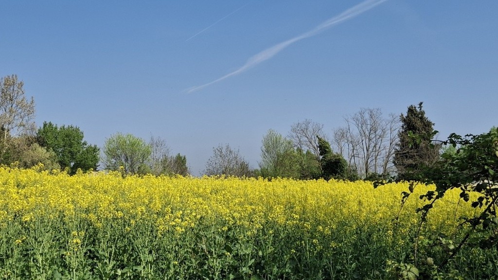 «Giallo primavera...»