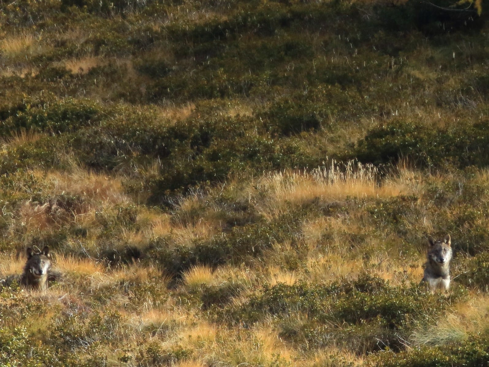 Il lupo è tornato sulle Orobie. A Nembro un incontro per fare chiarezza