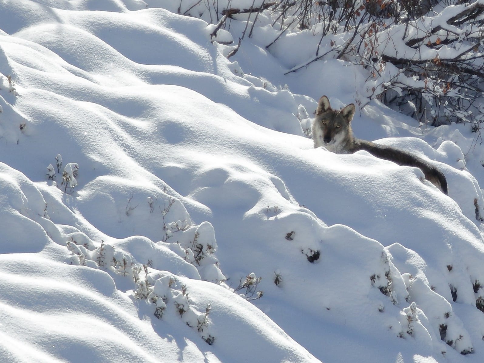 Il lupo è tornato sulle Orobie. A Nembro un incontro per fare chiarezza
