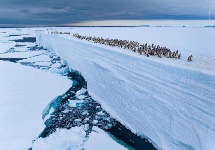 Il pinguino imperatore e la foca orsina a rischio scomparsa
