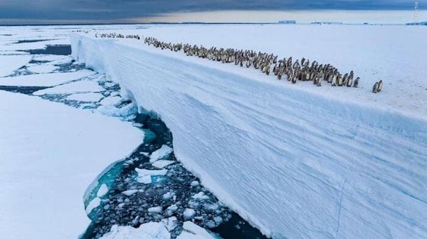 Il pinguino imperatore e la foca orsina a rischio scomparsa