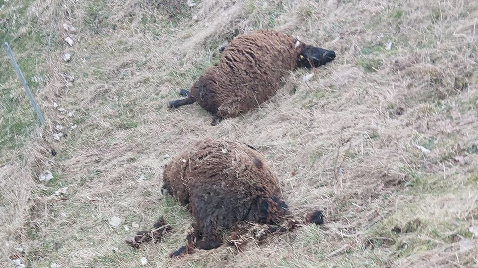 «Lupi e orsi, numeri sottostimati». In un anno 78mila euro di rimborsi