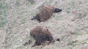 «Lupi e orsi, numeri sottostimati». In un anno 78mila euro di rimborsi