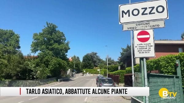 A Mozzo alberi abbattuti per il tarlo (ma ne saranno piantati di nuovi)