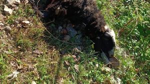 Attacco di lupi a Valtorta, sbranate sette pecore
