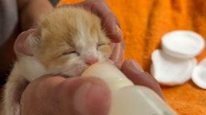 «Gatti con i baffi» a Fornovo San Giovanni, volontari in aiuto ai randagi
