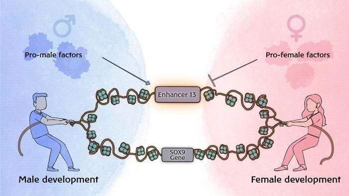 Basta una sola lettera nel Dna per cambiare il sesso nei topi