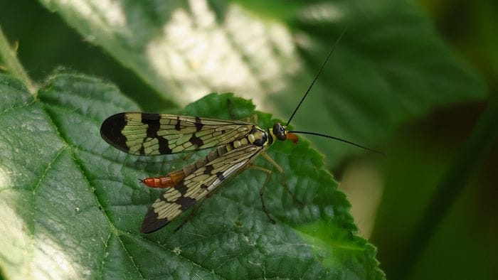 La mosca scorpione