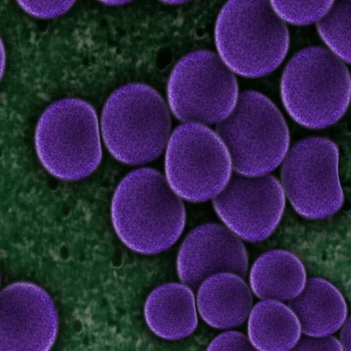 Dalla sintesi dei cromosomi all’IA, così i batteri diventano fabbriche