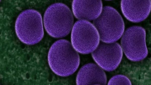 Dalla sintesi dei cromosomi all’IA, così i batteri diventano fabbriche
