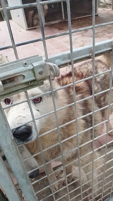Maxi sequestro di oltre 200 husky dall'allevamento di Ponzano Romano