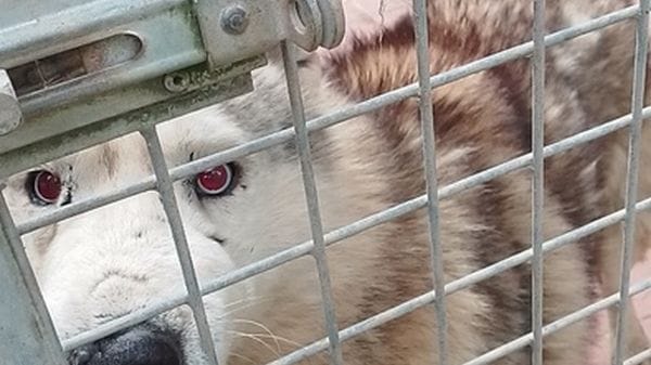 Maxi sequestro di oltre 200 husky dall'allevamento di Ponzano Romano