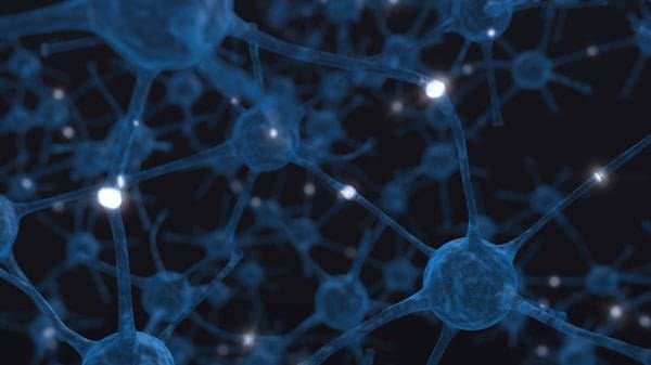 Un anticorpo aiuta a rigenerare le fibre nervose dopo una lesione 