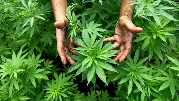 https://storage.ecodibergamo.it/media/photologue/2026/5/14/photos/cache/con-la-cannabis-il-rischio-di-infarto-e-ictus-vola-alle-stelle_34c7f040-4c89-11f1-8ff3-b29b100ed173_1920_1080_v3_large_16_9.jpg
