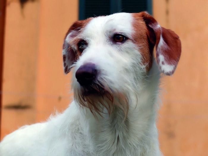 Nei Caf di Cia Cuneo il 730 è gratis per chi adotta un cane o un gatto
