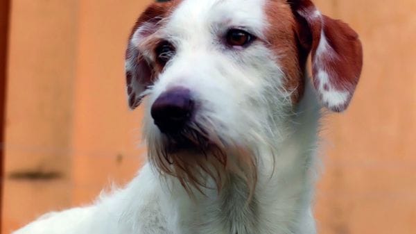 Nei Caf di Cia Cuneo il 730 è gratis per chi adotta un cane o un gatto