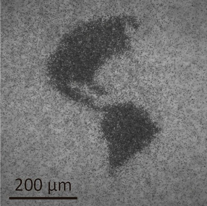 Fatti di alghe e meccanismi, i microrobot che volano in sciami  VIDEO