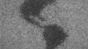 Fatti di alghe e meccanismi, i microrobot che volano in sciami  VIDEO