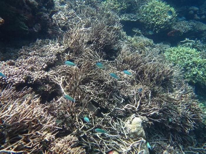Maldive, nelle acque di Alimathà squali, tartarughe e coralli