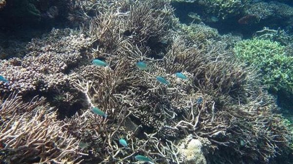 Maldive, nelle acque di Alimathà squali, tartarughe e coralli