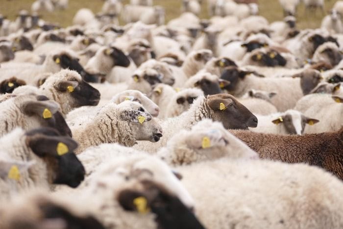 Le pecore trasmettono i virus dell'influenza aviaria attraverso il latte