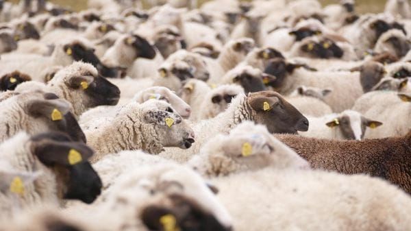 Le pecore trasmettono i virus dell'influenza aviaria attraverso il latte