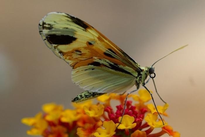 L’evoluzione ama le scorciatoie, lo dimostra l’adattamento di alcune farfalle