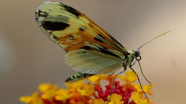 L’evoluzione ama le scorciatoie, lo dimostra l’adattamento di alcune farfalle