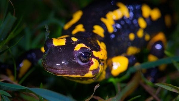 Nell’ossigeno una chiave per rigenerare gli arti nei mammiferi  