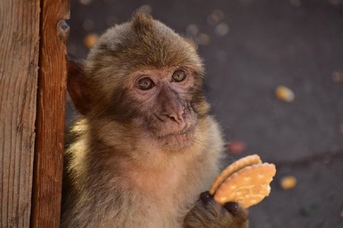 Le scimmie imparano a mangiare terra per digerire il cibo dei turisti 