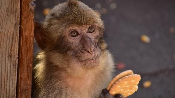 Le scimmie imparano a mangiare terra per digerire il cibo dei turisti 