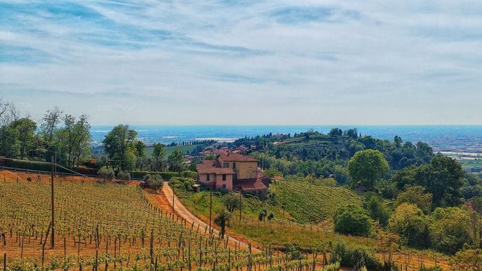 I filari di vite in primavera