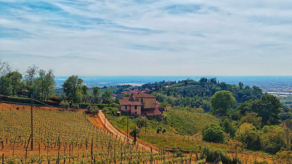 I filari di vite in primavera