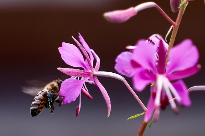 Piante per nutrire gli insetti impollinatori, guida di Greenpeace