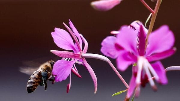 Piante per nutrire gli insetti impollinatori, guida di Greenpeace