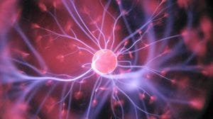 Rigenerazione dei tessuti dopo l'amputazione, l'esperimento sui topi