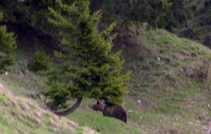 20 anni fa la triste fine dell'orso Bruno, il dibattito resta aperto