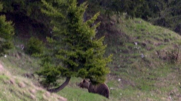 20 anni fa la triste fine dell'orso Bruno, il dibattito resta aperto